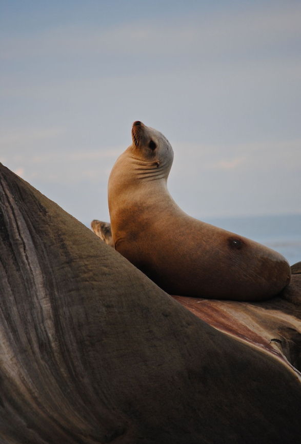 Brown California Sea Lion  California sea lion,Zalophus californianus
