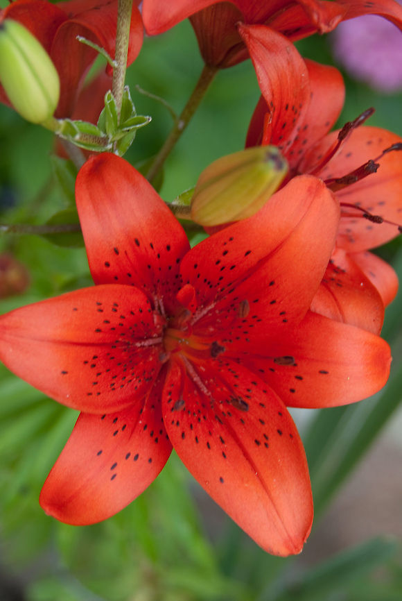 Red Asiatic Lilium  Geotagged,Lilium,Spain,red flower