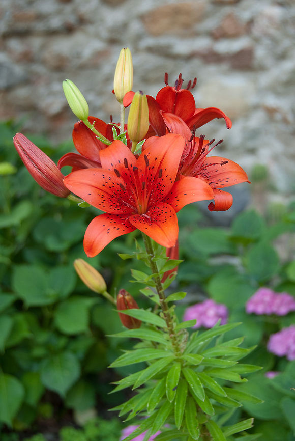Red Asiatic Lilium  Geotagged,Lilium,Spain,flower