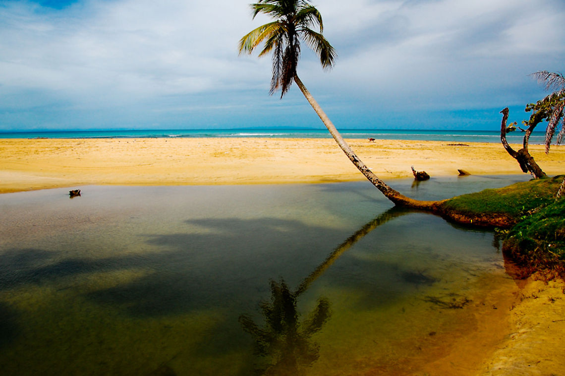 Coconut palm  Coconut palm,Cocos nucifera,Dominican Republic,Geotagged,ocean,palm tree