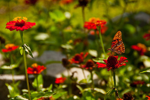 Passion Butterfly  Agraulis vanillae,Dominican Republic,Geotagged,Gulf Fritillary,butterfly,flowers