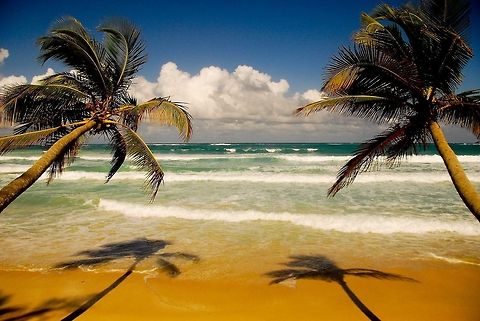 Playa Macao. Rep&uacute;blica Dominicana.  Coconut palm,Cocos nucifera,Dominican Republic,Geotagged,beach,palm trees