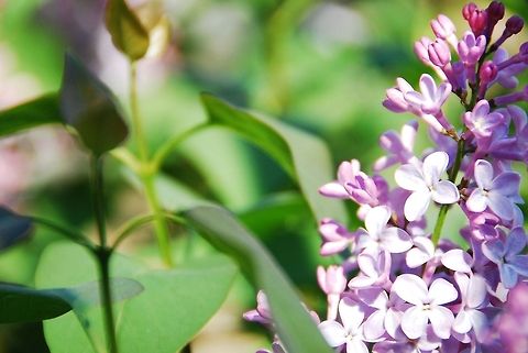 Lilac  Common Lilac,Geotagged,Syringa vulgaris,United States,flower,purple