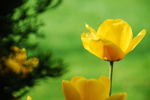 phtos-201  Geotagged,United States,flowers,yellow