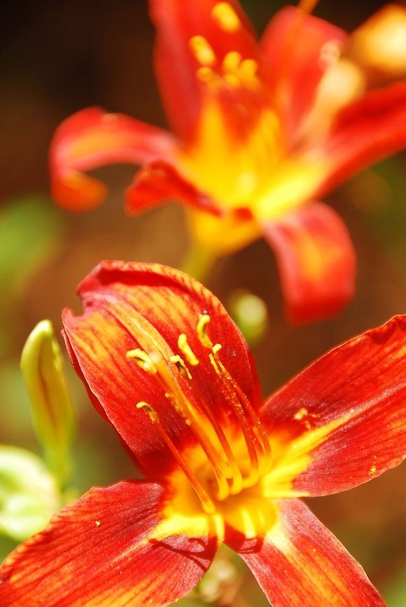 Daylily  Geotagged,Hemerocallis fulva,United States,red flower