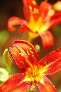 Daylily  Geotagged,Hemerocallis fulva,United States,red flower
