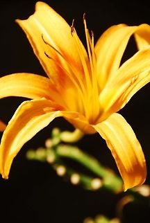 Daylily  Geotagged,Hemerocallis fulva,United States,flower