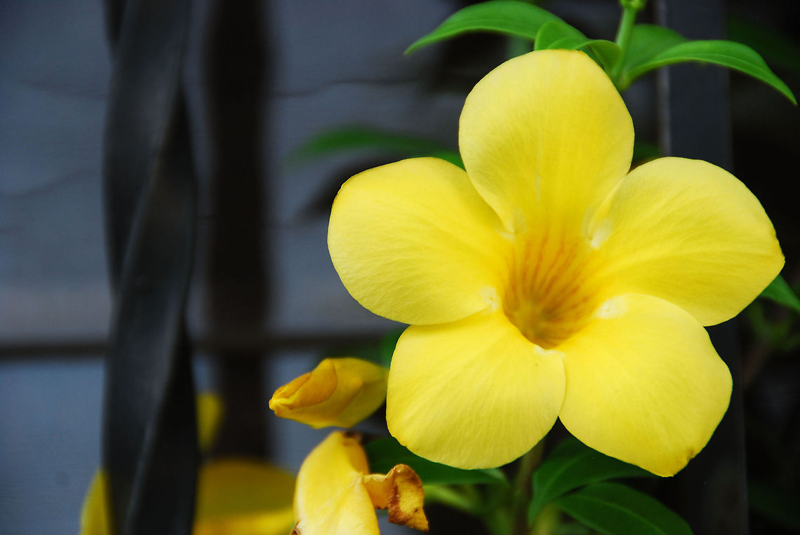 phtos-300  Allamanda cathartica,Dominican Republic,Geotagged,Golden Trumpet,yellow flower