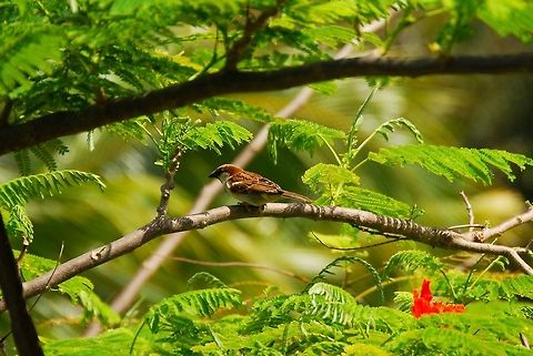 House sparrow on branch  Dominican Republic,Geotagged,House Sparrow,Passer domesticus,bird,tree