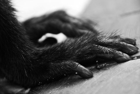 Monkey hand closeup  Dominican Republic,Geotagged,monkey hand