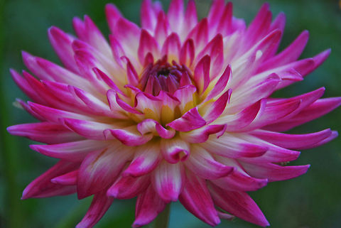 phtos-400  Dahlia x hortensis Guillaumin,Geotagged,Spain,pink flower
