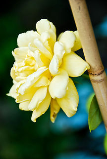 phtos-401  Geotagged,Spain,yellow rose