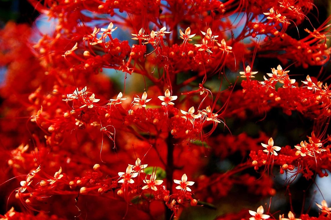 Pagoda Flower close-up  Clerodendrum paniculatum,Costa Rica,Geotagged,Pagoda Flower,red flowers
