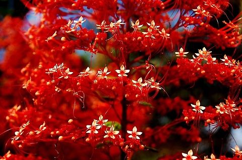 Pagoda Flower close-up  Clerodendrum paniculatum,Costa Rica,Geotagged,Pagoda Flower,red flowers