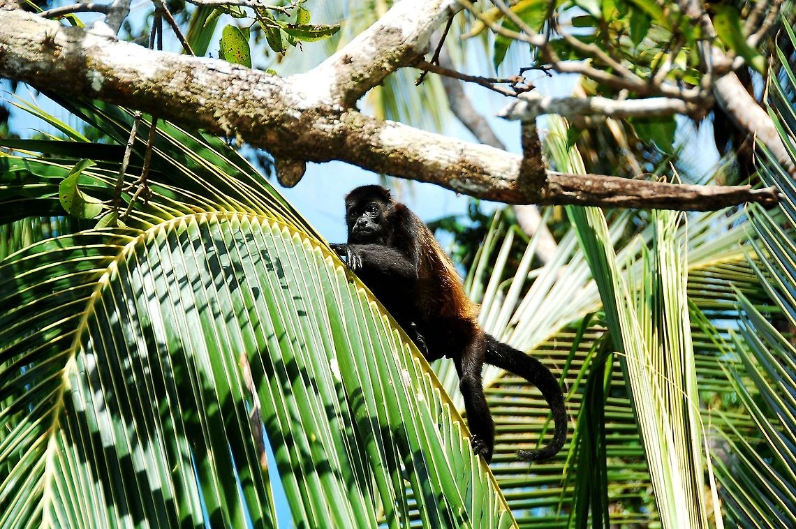 Spider monkey at Costa Rica.  Alouatta palliata,Costa Rica,Geotagged,Mantled howler,jungle,monkey