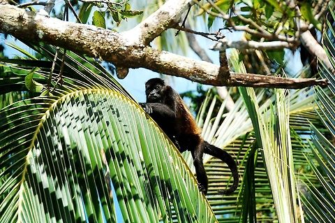 Spider monkey at Costa Rica.  Alouatta palliata,Costa Rica,Geotagged,Mantled howler,jungle,monkey