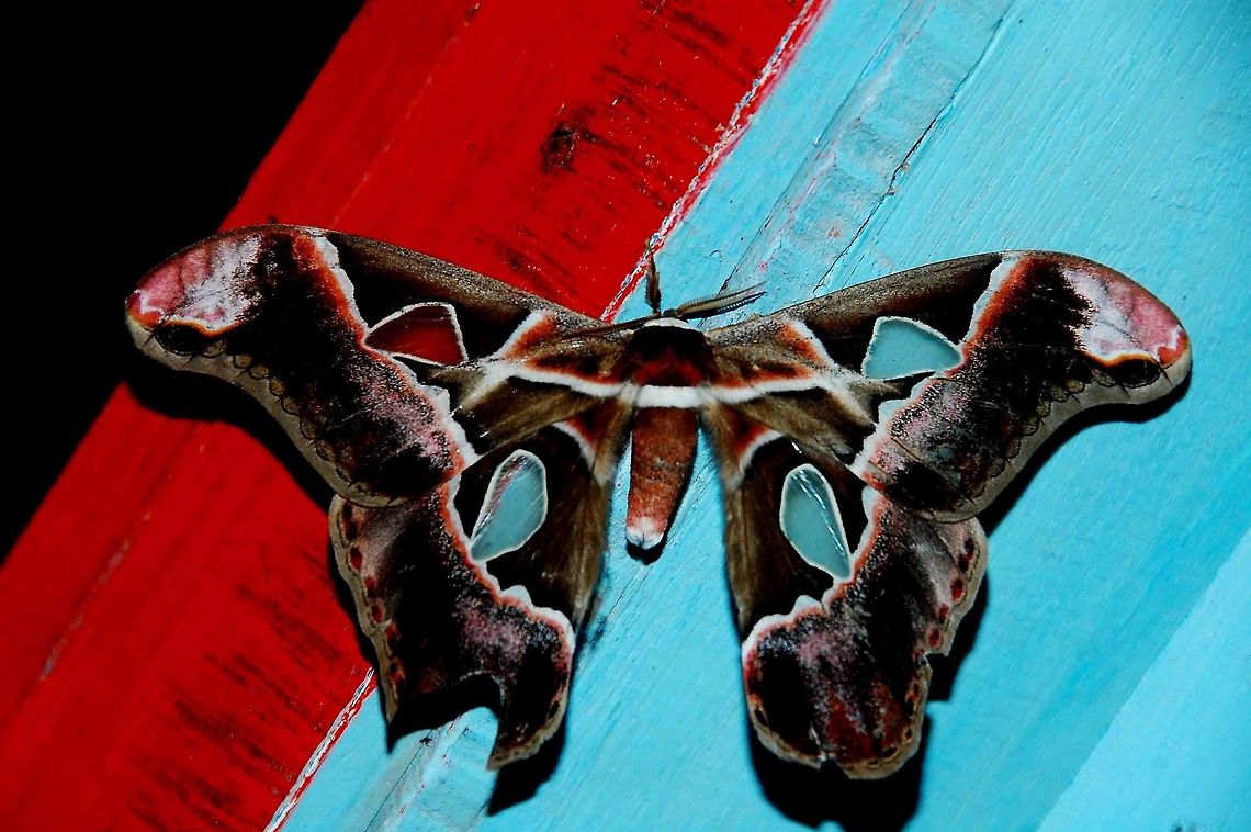 Lebeau's Rothschildia (Rothschildia lebeau)  Butterfly,Costa Rica,Geotagged,Lebeau's Rothschildia,Rothschildea lebeau