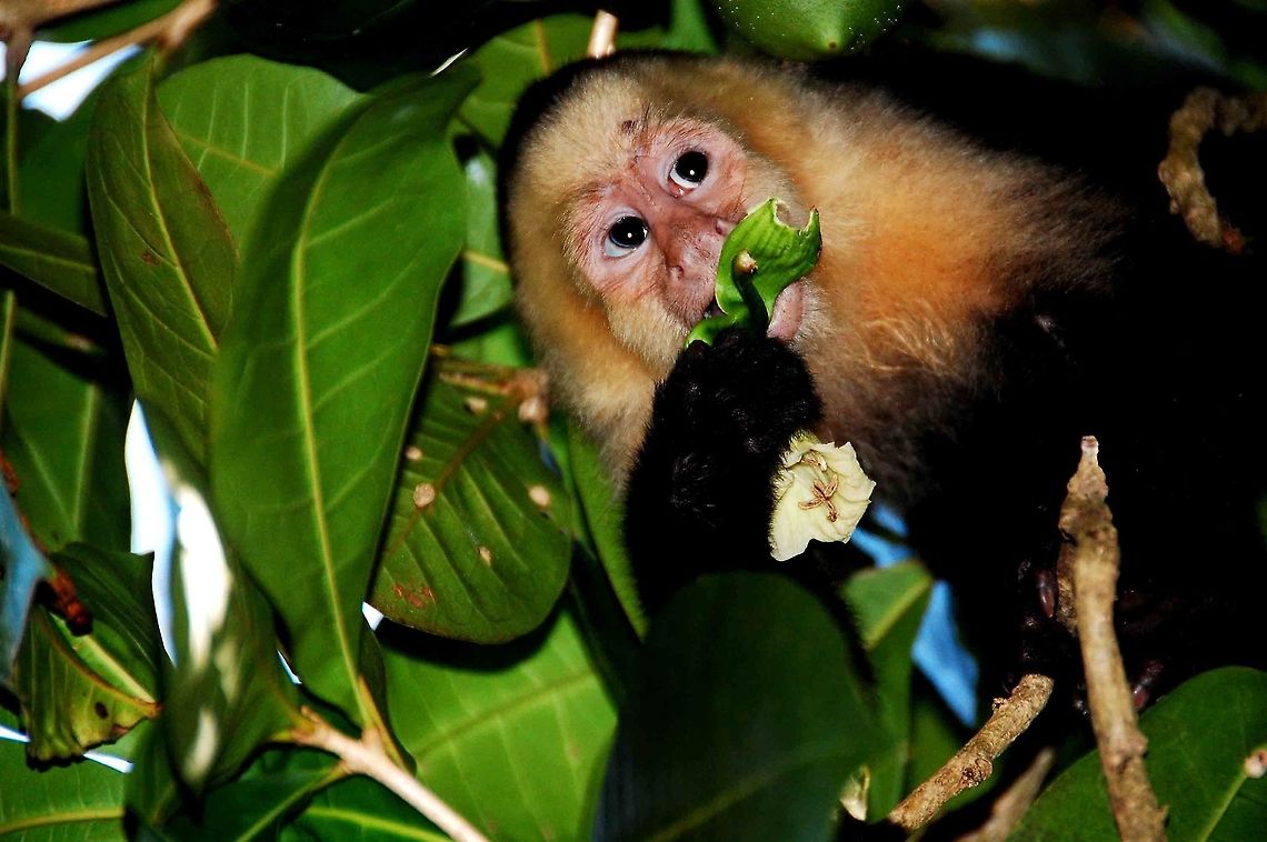 White-headed capuchin feeding on leaves in Costa Rica  Cebus albifrons,Cebus capucinus,Costa Rica,Geotagged,White-fronted capuchin,White-headed capuchin,costa rica,jungle,monkey