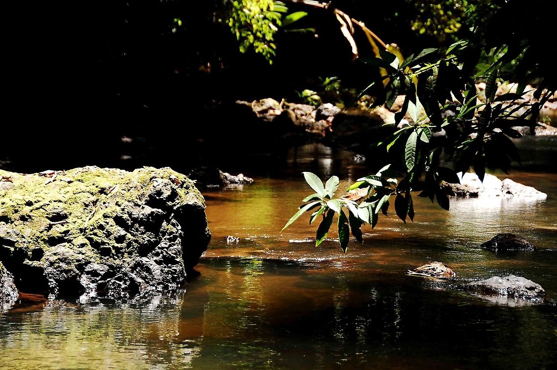 In the river. Costa Rica.  Costa Rica,Geotagged,costa rica,jungle,river
