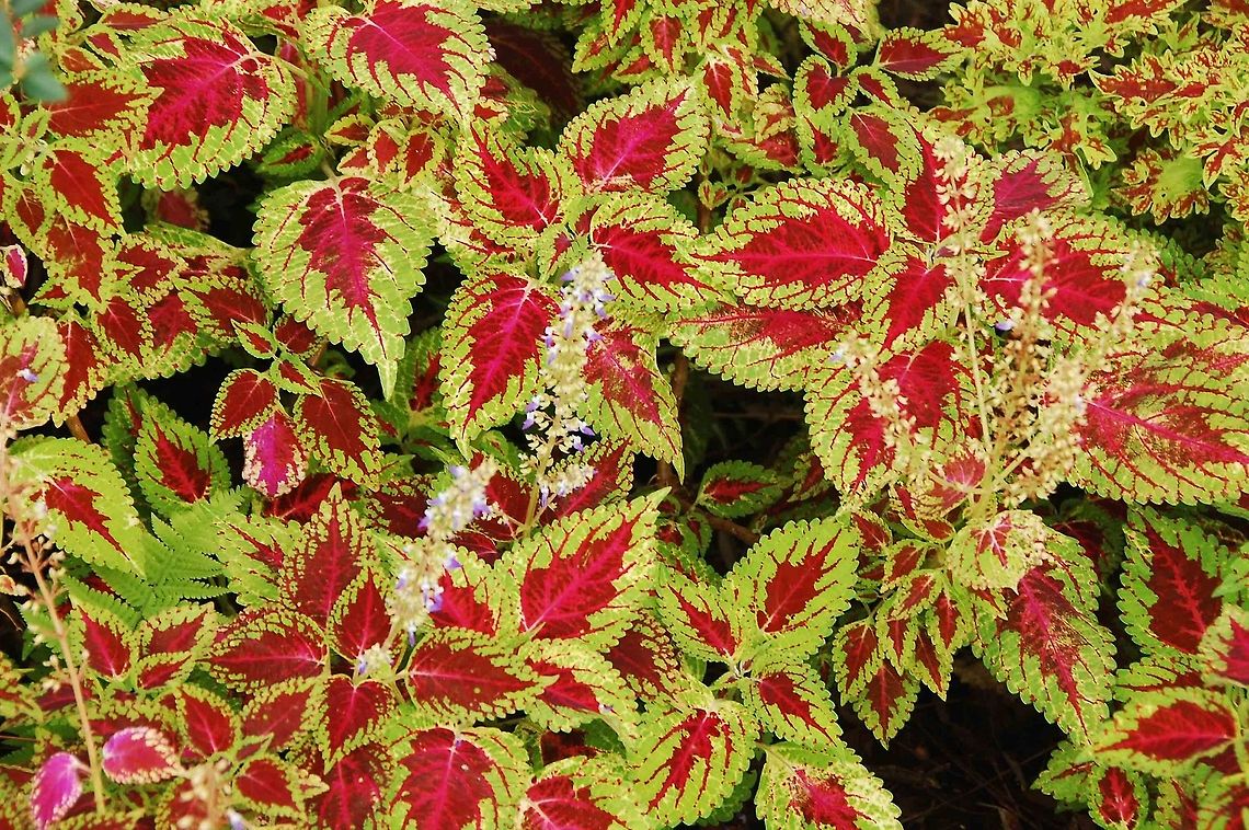 Colorful leaves.  Leaves,Solenostemon scutellarioides