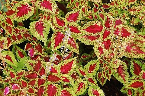 Colorful leaves.  Leaves,Solenostemon scutellarioides