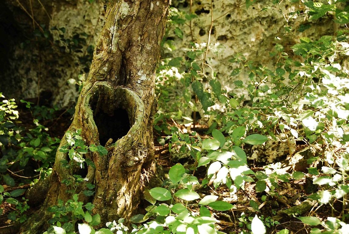 Heart-shaped tree in Dominican Republic Heart! Dominican Republic,Geotagged