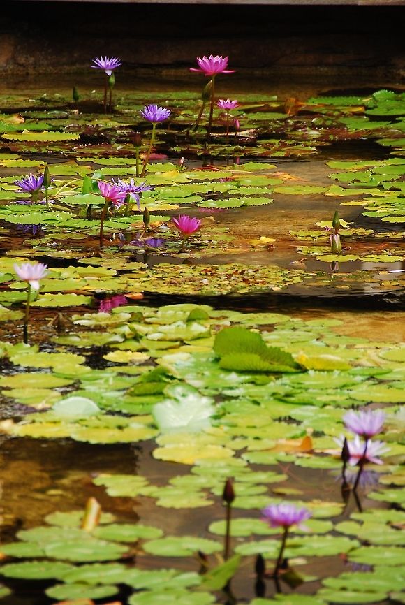 Water Lillies at Bahamas  Geotagged,The Bahamas