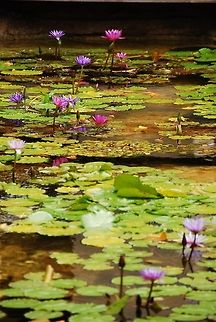 Water Lillies at Bahamas  Geotagged,The Bahamas