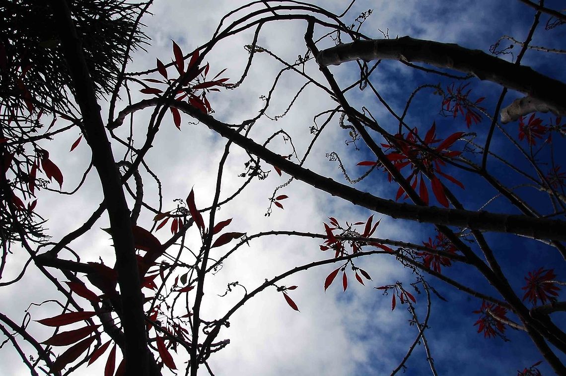 Red flower looking at the sky.  Dominican Republic,Geotagged,flowers,sky