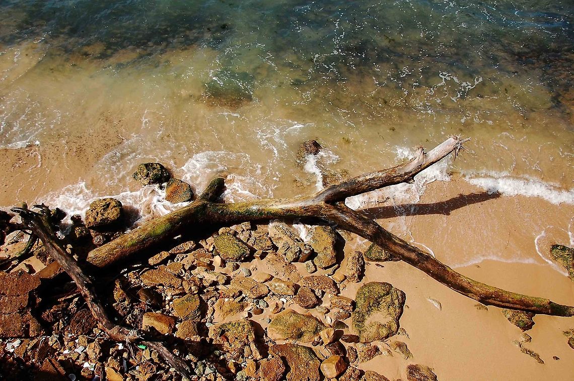 Trunk.  Dominican Republic,Geotagged,trunk