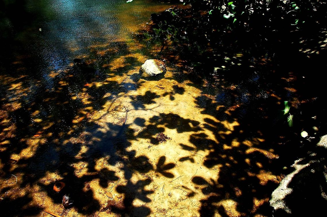 Shadows.  Costa Rica,Geotagged,Shadows