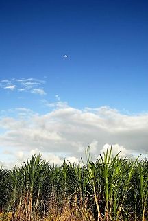 Sugarcane Sugarcane