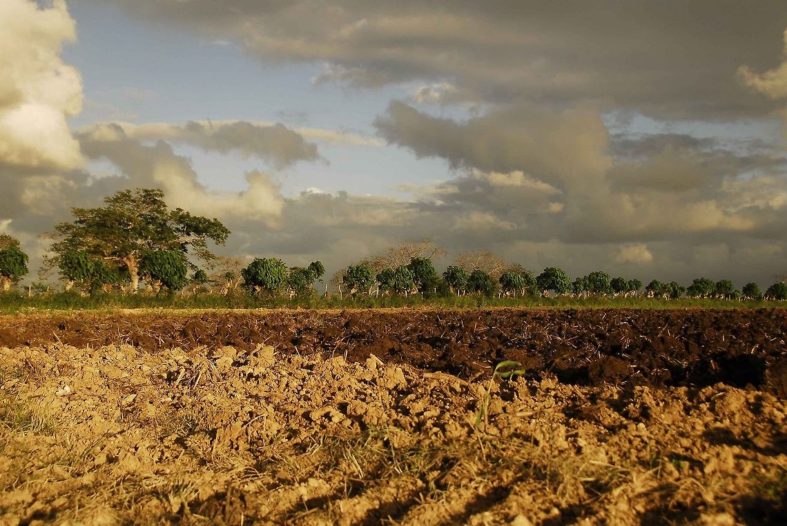 _DSC2936  soil