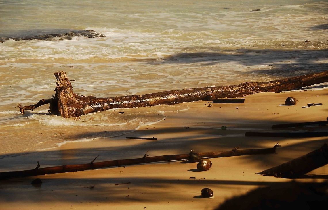 Coconuts Still life. Coconut palm,Cocos nucifera,Dominican Republic,Geotagged