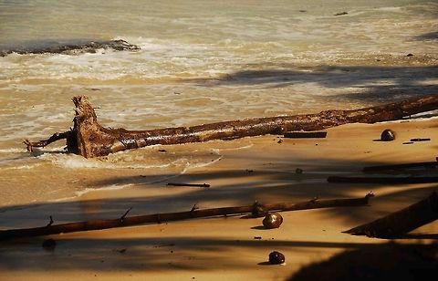 Coconuts Still life. Coconut palm,Cocos nucifera,Dominican Republic,Geotagged