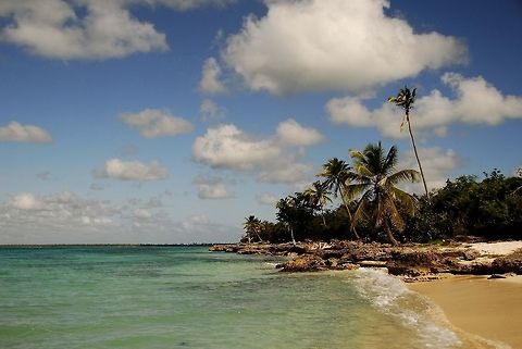 Nice beach. Saona Island.  Coconut palm,Cocos nucifera,Dominican Republic,Geotagged