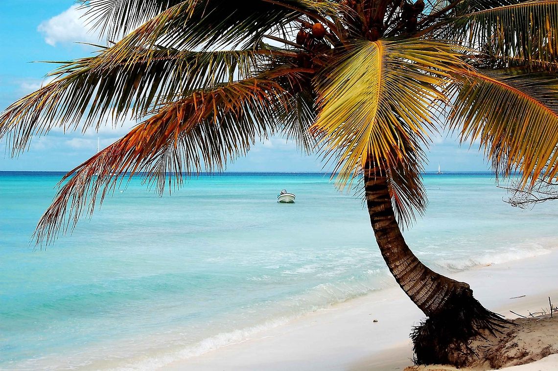 Saona Island.  Palm tree. Beach,Coconut palm,Cocos nucifera,Dominican Republic,Geotagged,boat,palm tree