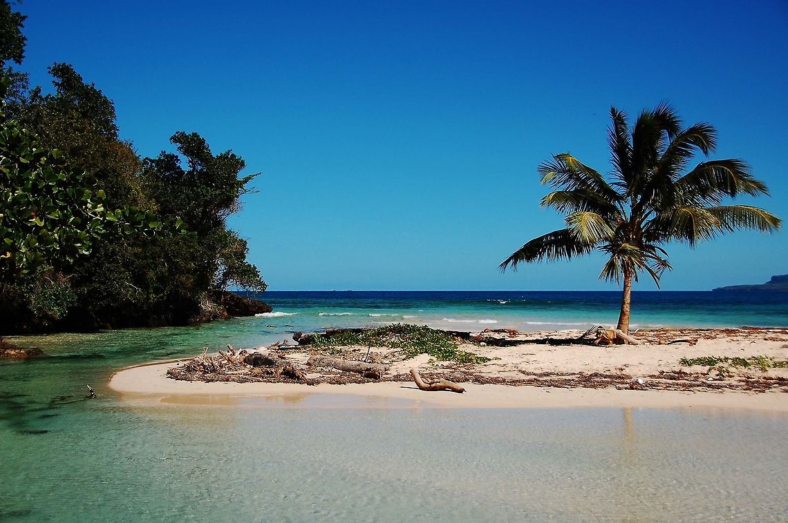 Playa Frontón. Dominican Republic.  Coconut palm,Cocos nucifera,Dominican Republic,Geotagged