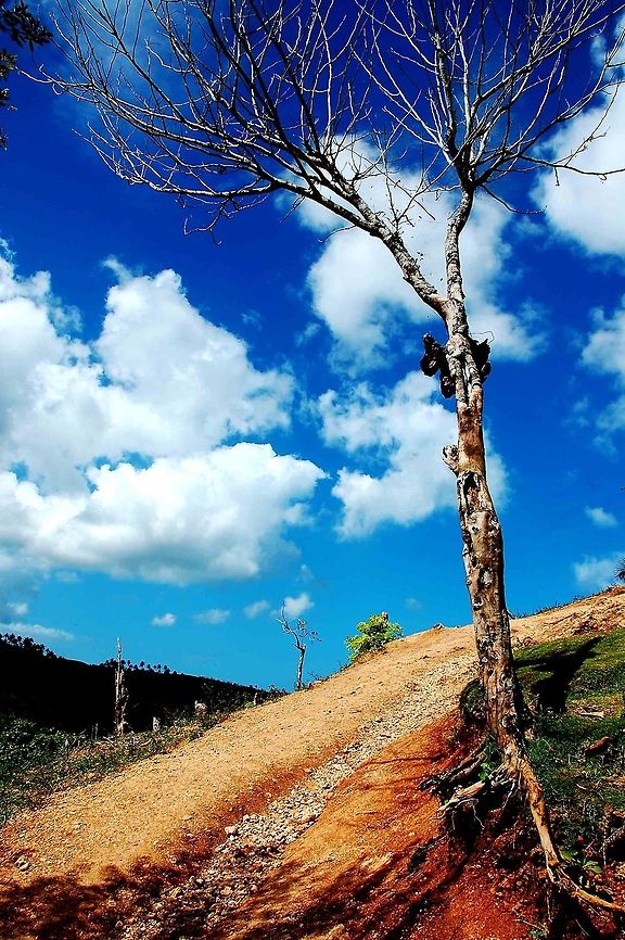 Tree. Salto Limon. Dominican Republic. Tree. Dominican Republic,Geotagged