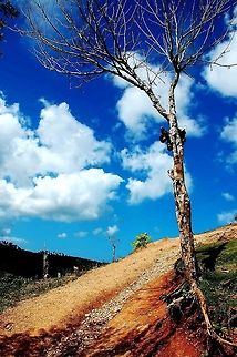 Tree. Salto Limon. Dominican Republic. Tree. Dominican Republic,Geotagged
