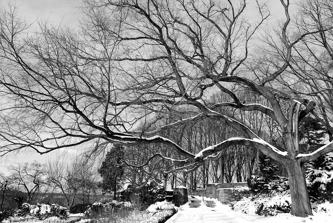 Tree. Cloister Park. New York.  Geotagged,United States