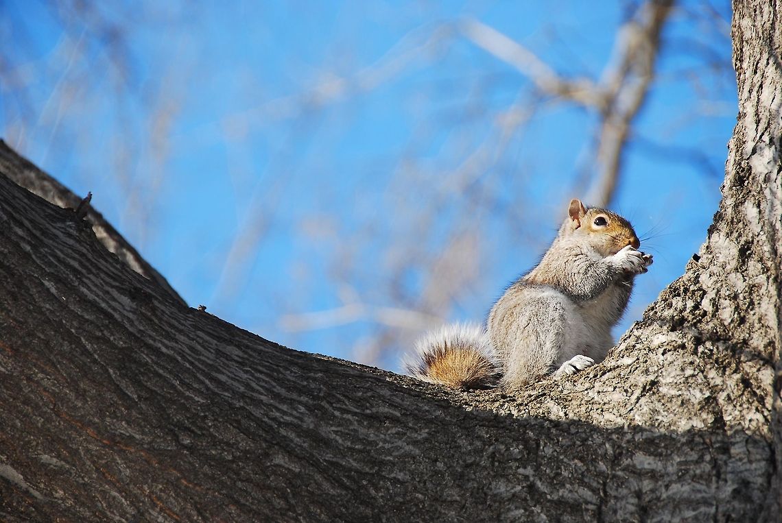 Squirrel in New York  Eastern gray squirrel,Geotagged,Sciurus carolinensis,United States