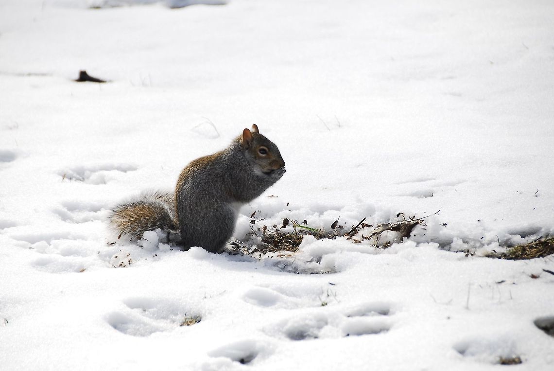 Squirrel in Central Park  Eastern gray squirrel,Geotagged,Sciurus carolinensis,United States