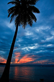 palm  Dominican Republic,Geotagged