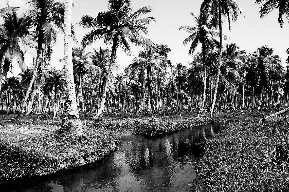 palms  Coconut palm,Cocos nucifera,Dominican Republic,Geotagged