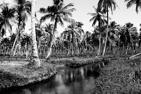 palms  Coconut palm,Cocos nucifera,Dominican Republic,Geotagged