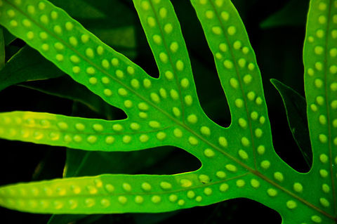 Green leaf  Dominican Republic,Geotagged