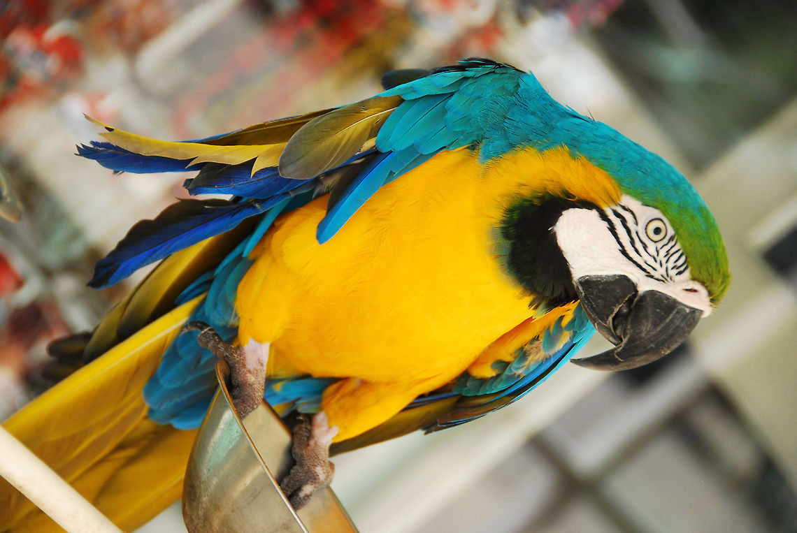 Macaw  Ara ararauna,Blue-and-Yellow Macaw,Dominican Republic,Geotagged,parrot