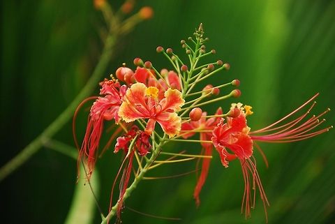 Red Bird of Paradise Malinche.
 Caesalpinia pulcherrima,Dominican Republic,Geotagged