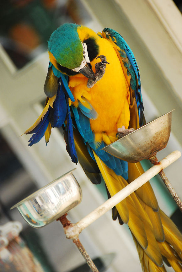 Macaw  Ara ararauna,Blue-and-Yellow Macaw,Dominican Republic,Geotagged